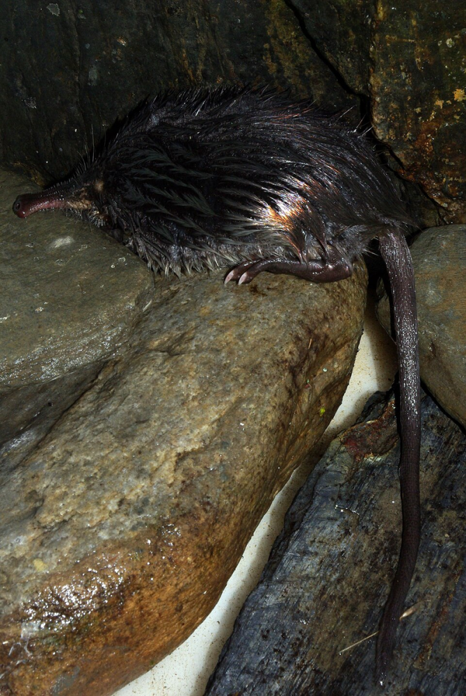 
        Пиренейская выхухоль: Похож на&nbsp;ошибку эволюции, но&nbsp;это&nbsp;идеальный водный хищник!    