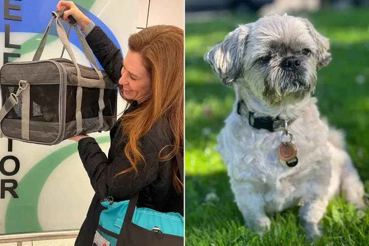 
        Женщина клонировала покойную собаку за&nbsp;50&nbsp;тысяч долларов и&nbsp;теперь жалеет о&nbsp;своём решении    