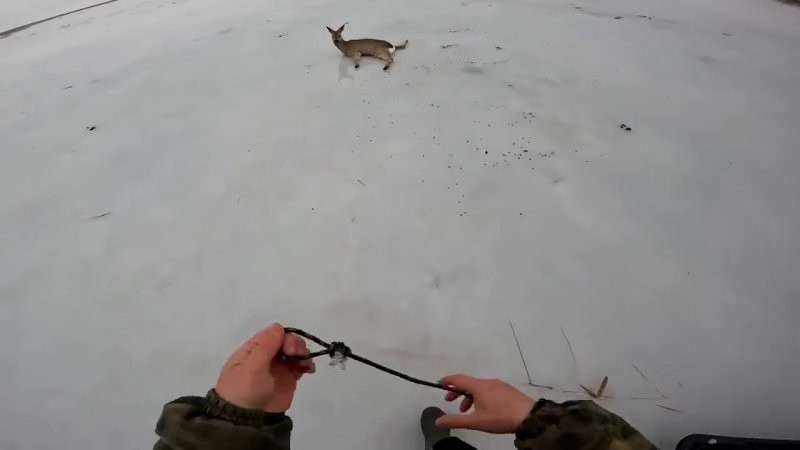 
        Двое мужчин спасли более десятка косуль в&nbsp;Новосибирской области    