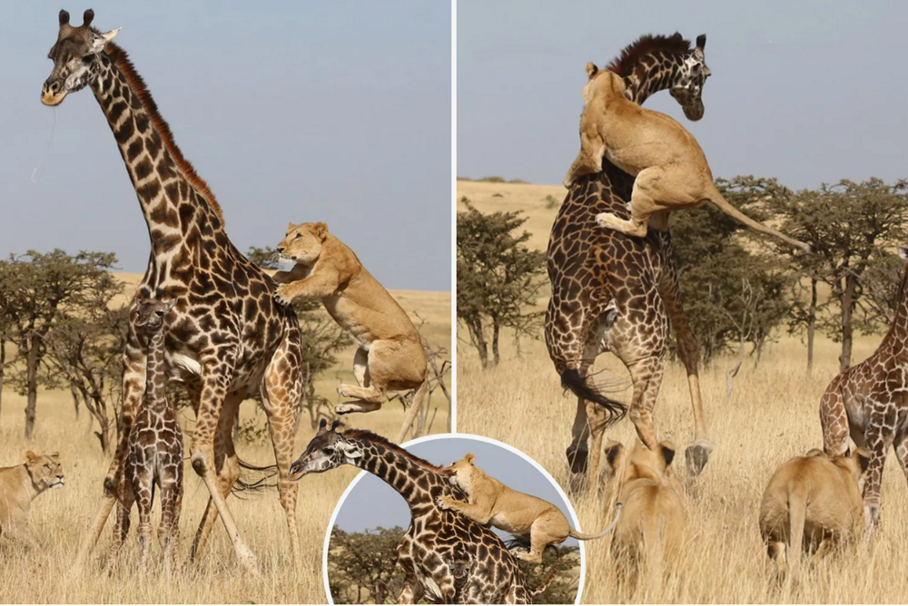 
        Жираф: 5&nbsp;секретов гиганта    