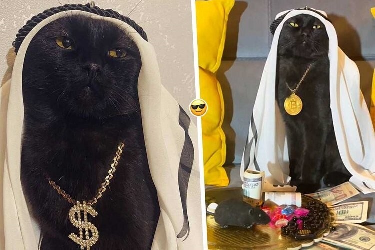 
        20&nbsp;примеров из&nbsp;жизни пушистых в&nbsp;стиле котакшери-лакшери    