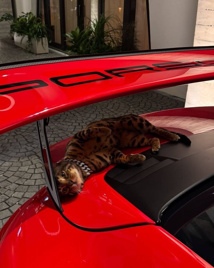 
        20&nbsp;примеров из&nbsp;жизни пушистых в&nbsp;стиле котакшери-лакшери    