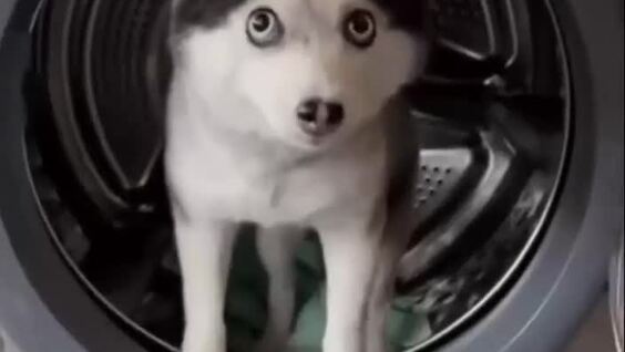 Помесь померанского шпица и хаски
Помесь померанского шпица и хаски