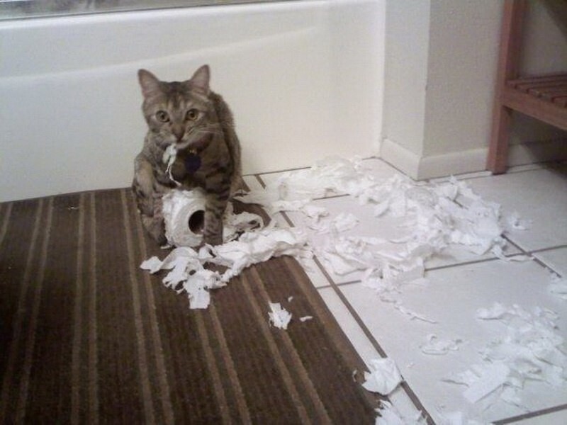 
        27&nbsp;меховых диверсантов, организовавших дома рулонный апокалипсис    