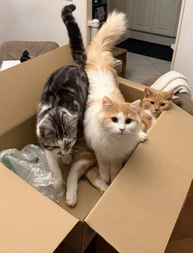 
        20&nbsp;пушистых примеров наполнения нашей жизни глубоким смыслом    