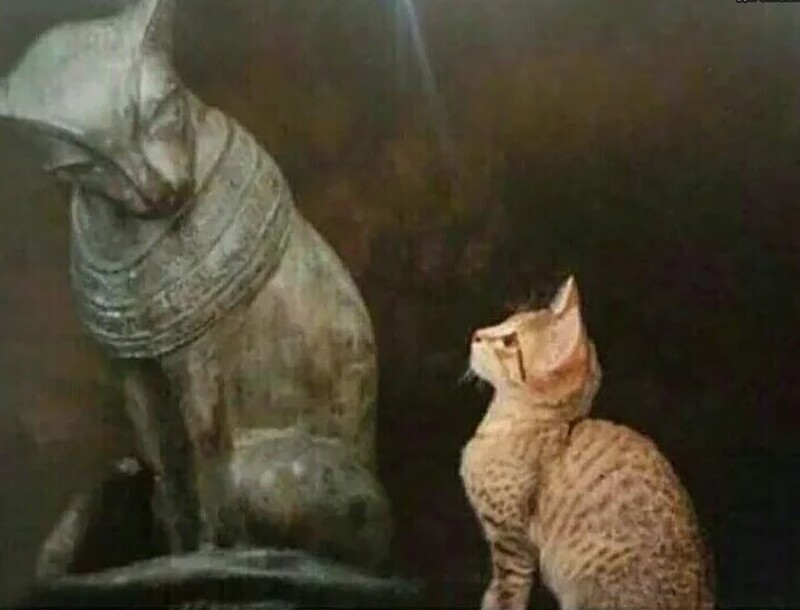 
        20&nbsp;проверенных приёмов кототерапии, которые избавят от&nbsp;стресса и&nbsp;подарят заряд энергии    