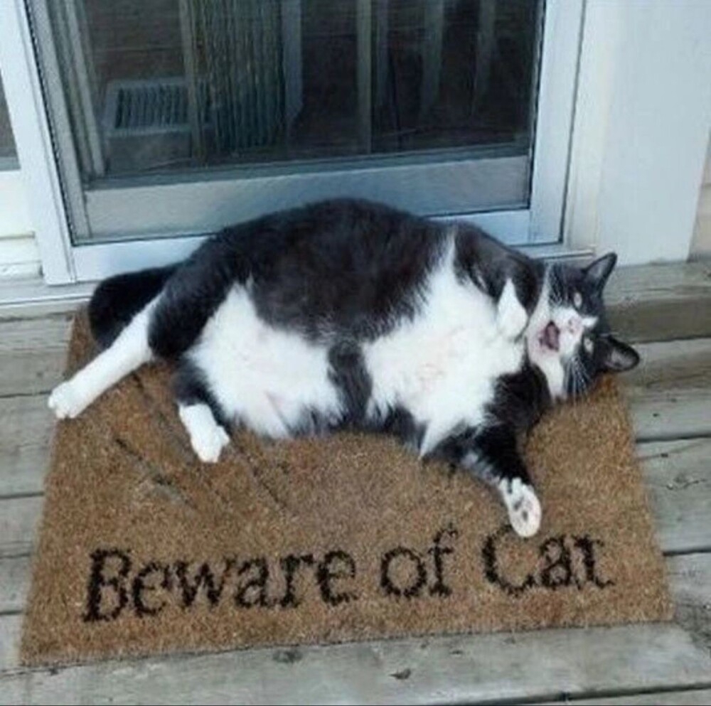 
        20&nbsp;проверенных приёмов кототерапии, которые избавят от&nbsp;стресса и&nbsp;подарят заряд энергии    