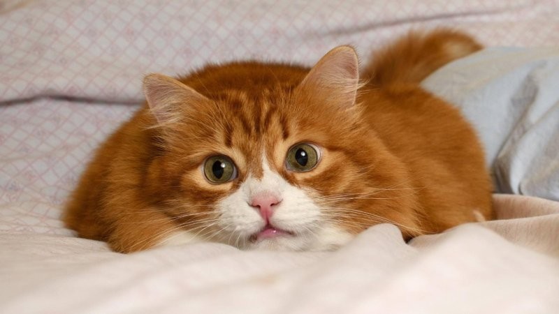 Из жизни рыжих котов
Из жизни рыжих котов