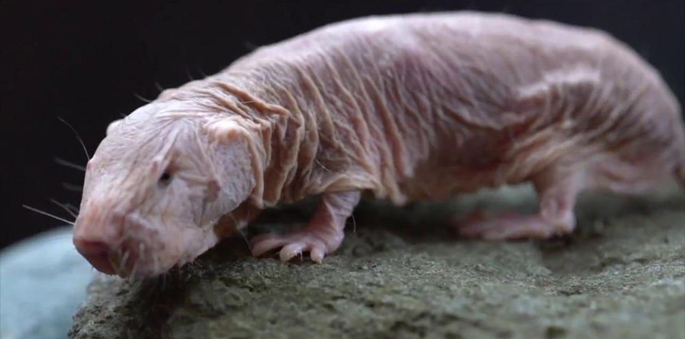 
        Как&nbsp;северное сияние влияет на&nbsp;поведение животных?    