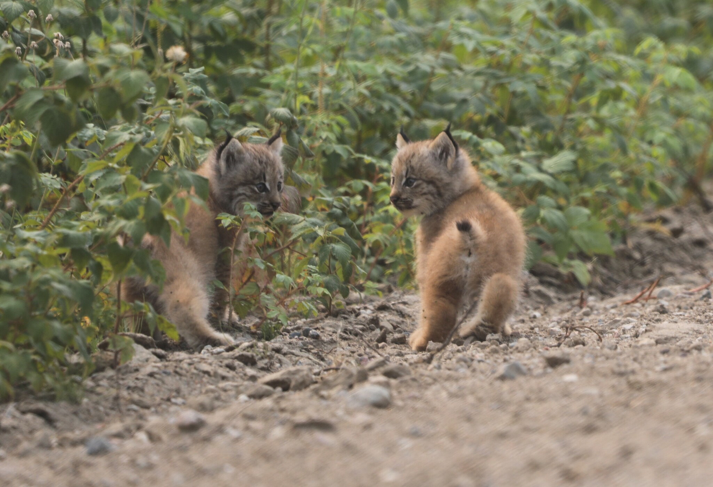 
        Канадская рысь    