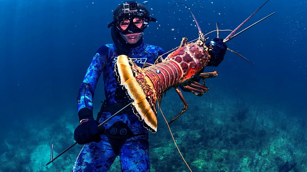 Лангуст: почему огромные раки отказались от клешней?
Лангуст: почему огромные раки отказались от клешней?