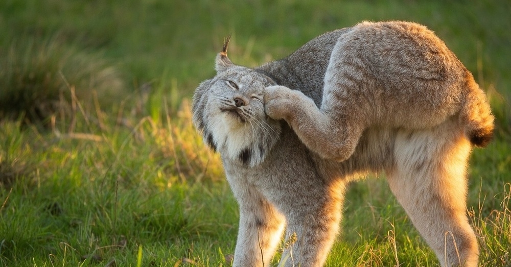 
        Канадская рысь    