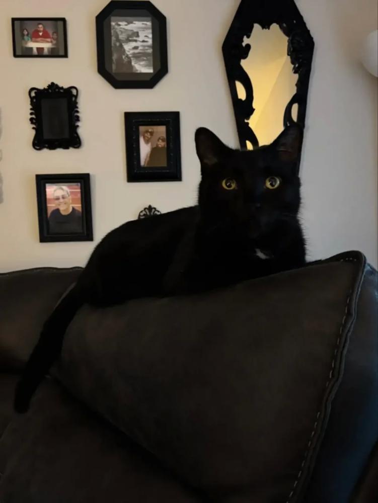 
        Кот&nbsp;каждый день садился у&nbsp;двери, ожидая своих будущих хозяев    