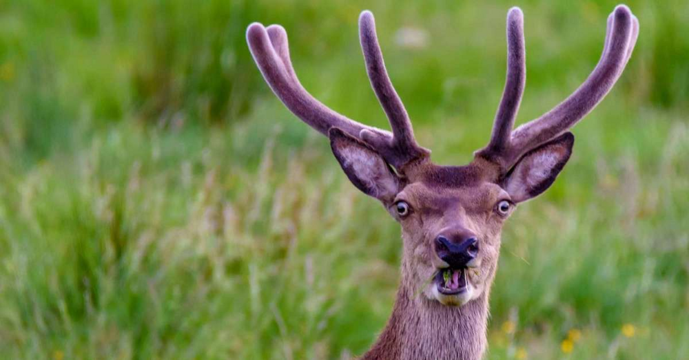 
        Дистанция вспугивания: когда зверь понимает, что&nbsp;пора делать ноги?    