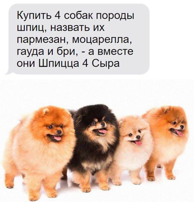 Хорошие мемы с хорошими хвостатыми мальчиками