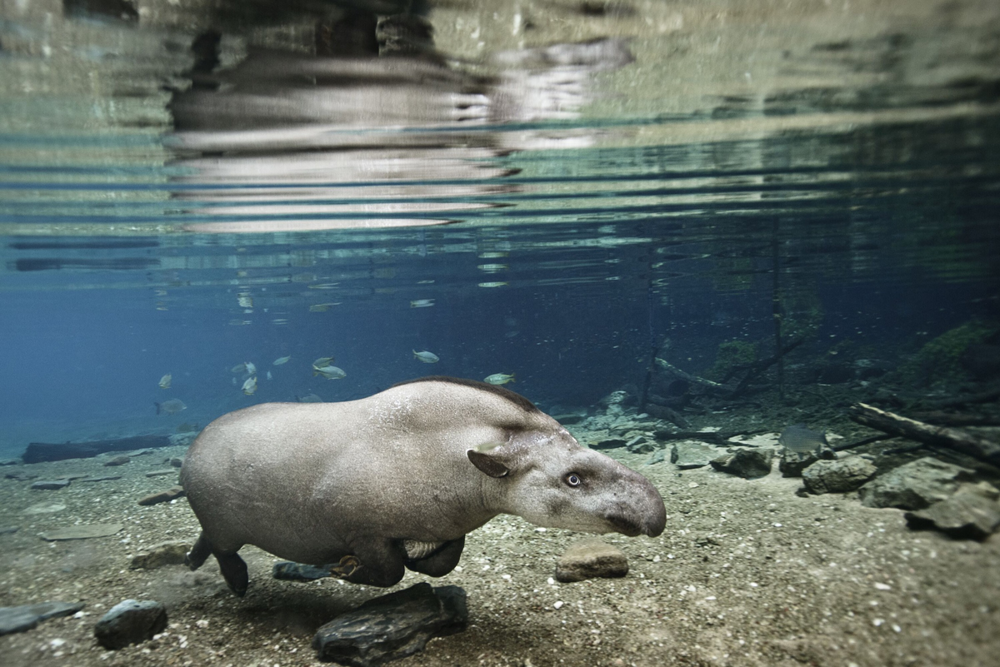 
        Тапир: остановился в&nbsp;развитии и&nbsp;ему&nbsp;хорошо    