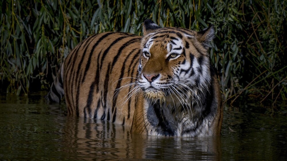 
        В&nbsp;мире животных. Коты    