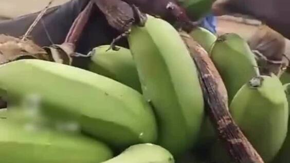 
        В&nbsp;Африке воров заставляют есть и&nbsp;пить то, что&nbsp;они&nbsp;пытались украсть    