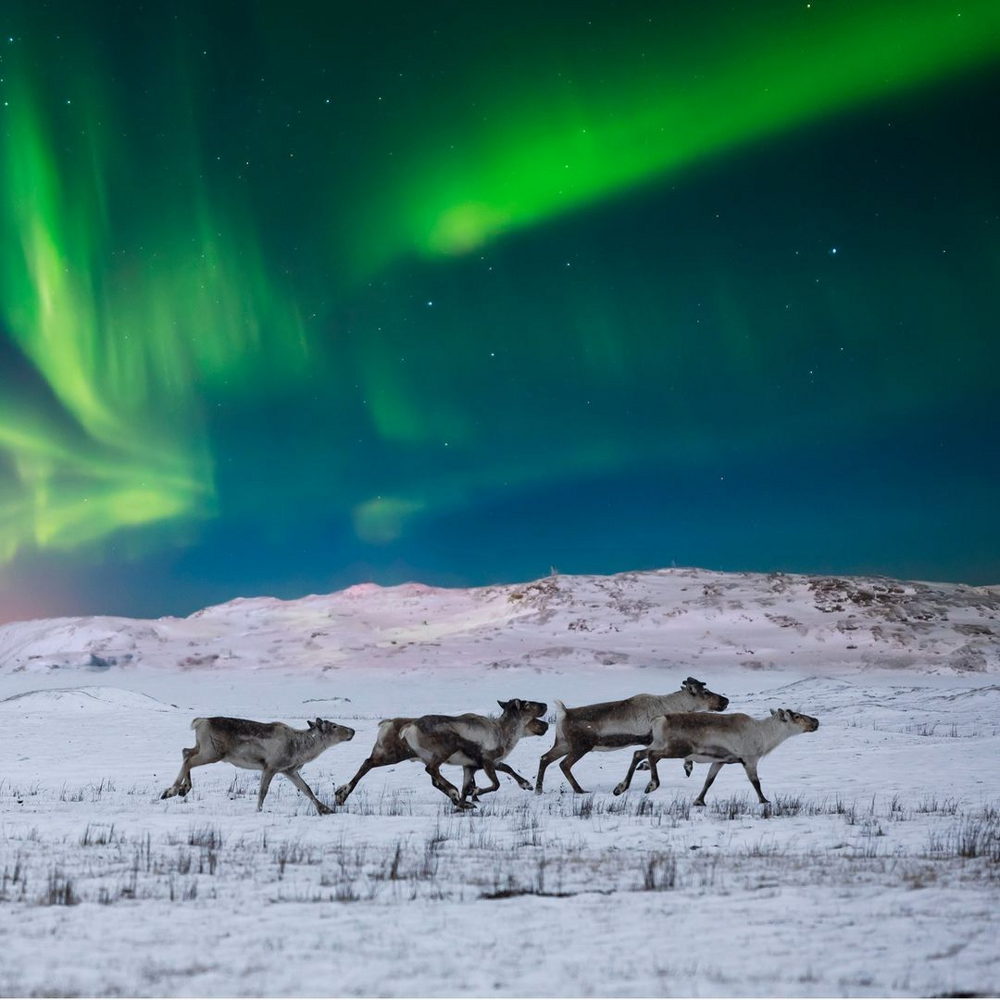 
        Как&nbsp;северное сияние влияет на&nbsp;поведение животных?    