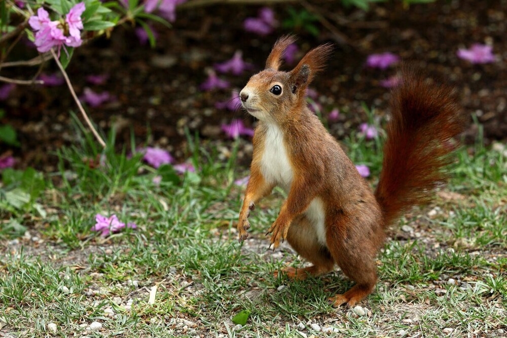
        В&nbsp;мире животных. Белки    