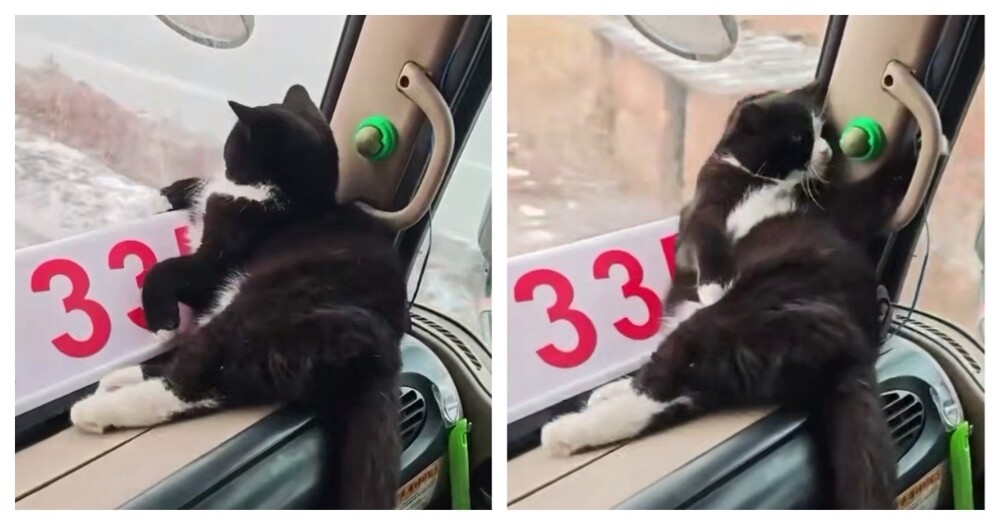 
        Самый важный пассажир    