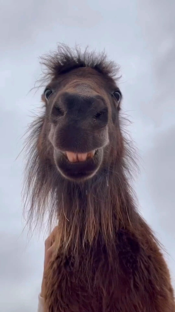 
        Забавные животные. ч.2    