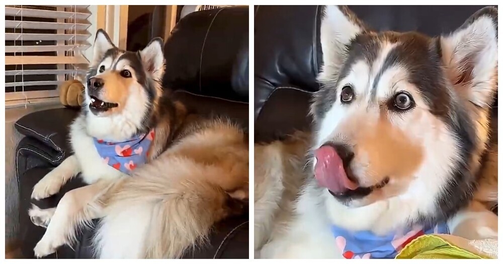 
        Настоящие эмоции: собака полностью погрузилась в&nbsp;сюжет фильма    