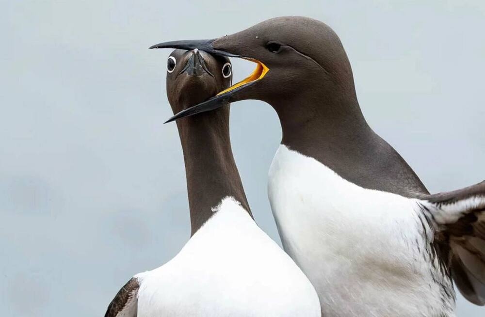 
        Снимок танцующего детёныша гориллы победил на&nbsp;конкурсе самых забавных фото животных    