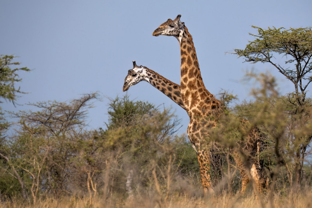 
        Жираф: 5&nbsp;секретов гиганта    