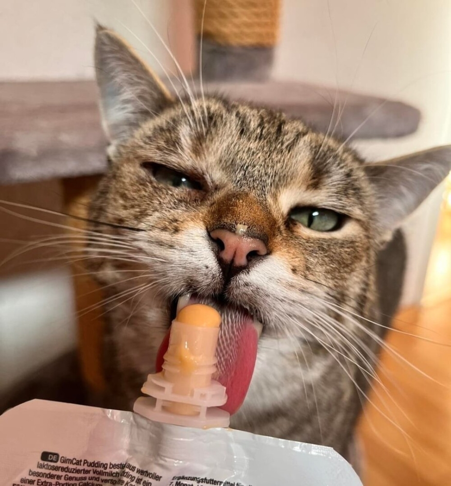 
        20&nbsp;пушистых примеров наполнения нашей жизни глубоким смыслом    