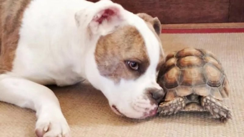 
        20&nbsp;примеров неожиданной, но&nbsp;искренней и&nbsp;крепкой дружбы    