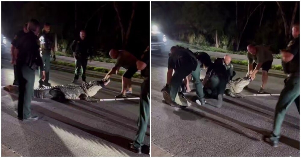 
        Полицейские "задержали" аллигатора во&nbsp;Флориде    