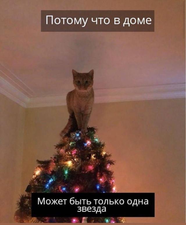 О крепких отношениях котов и новогодних елок в фотографиях