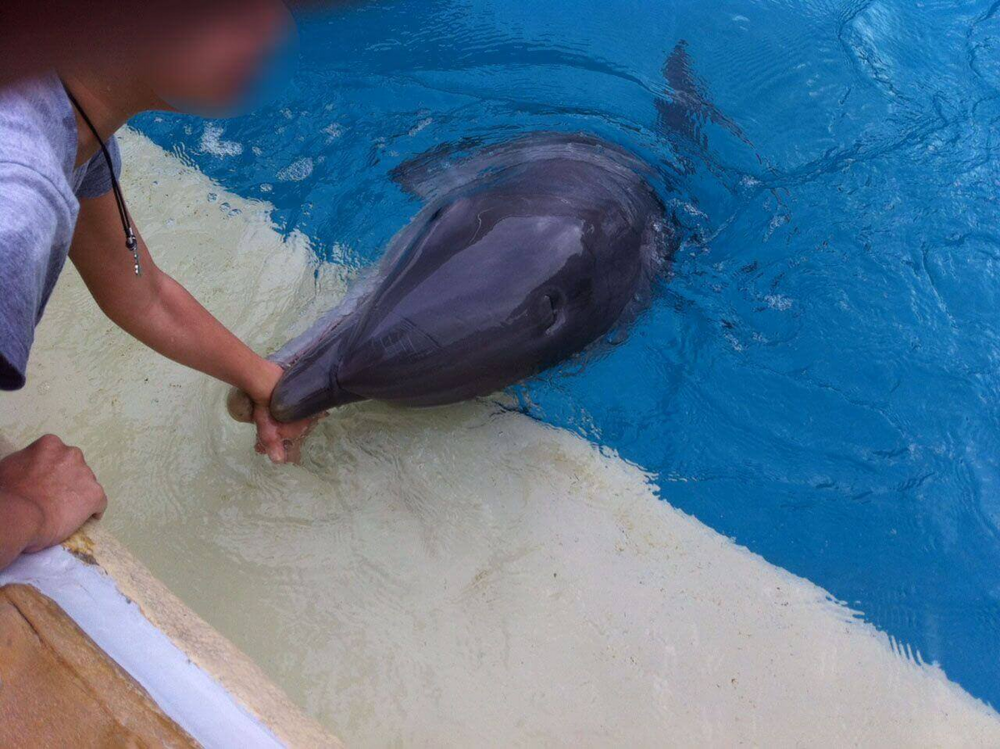 Афалины: Тёмные секреты прекрасных дельфинов
Афалины: Тёмные секреты прекрасных дельфинов