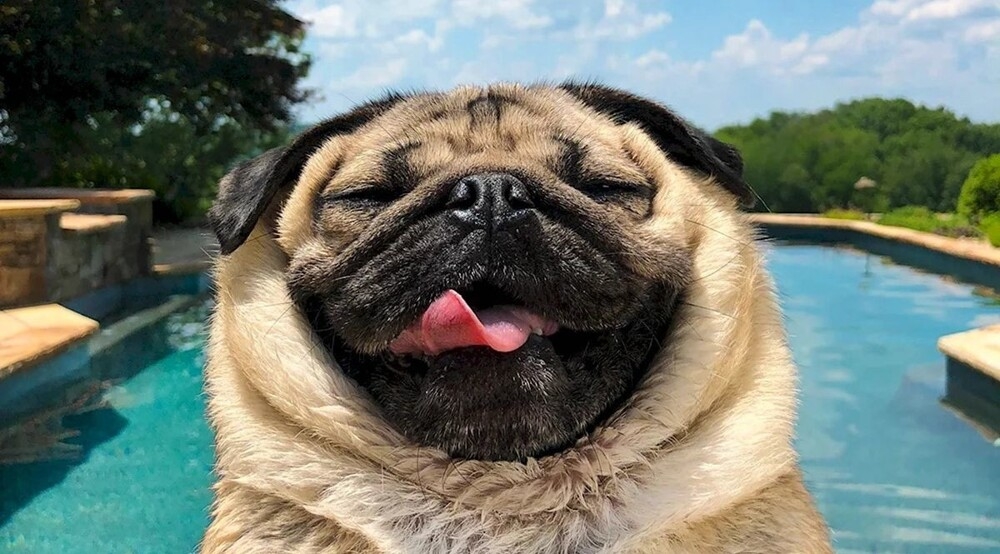 Из жизни мопсов
Из жизни мопсов