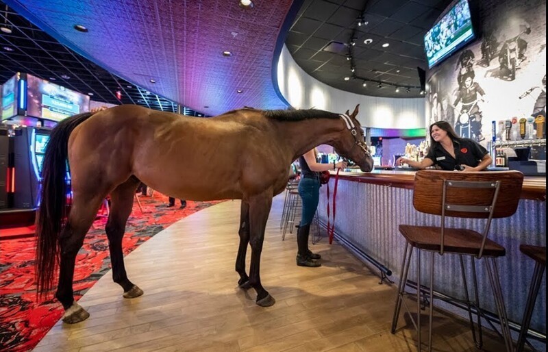 
        20+ скакунов, способных моментально преобразиться в&nbsp;забавных клоунов    