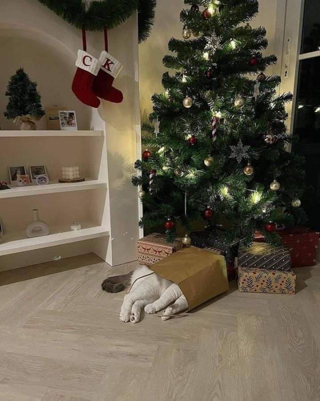 О крепких отношениях котов и новогодних елок в фотографиях