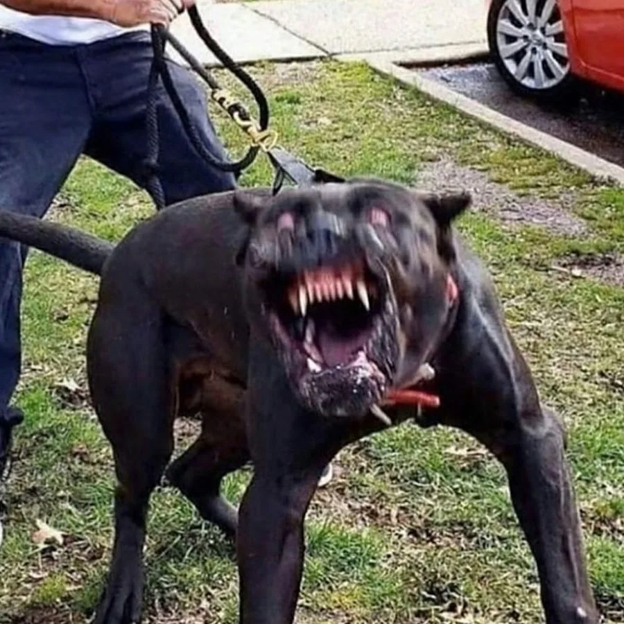 
        &laquo;Зуми-психоз&raquo;: вот&nbsp;что&nbsp;будет, если долго не&nbsp;обращать внимания на&nbsp;питомца    