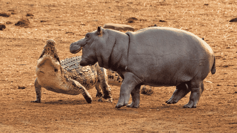 
        Бегемот: потеет &laquo;кровью&raquo;, охотится на&nbsp;крокодилов и&nbsp;не&nbsp;умеет плавать    