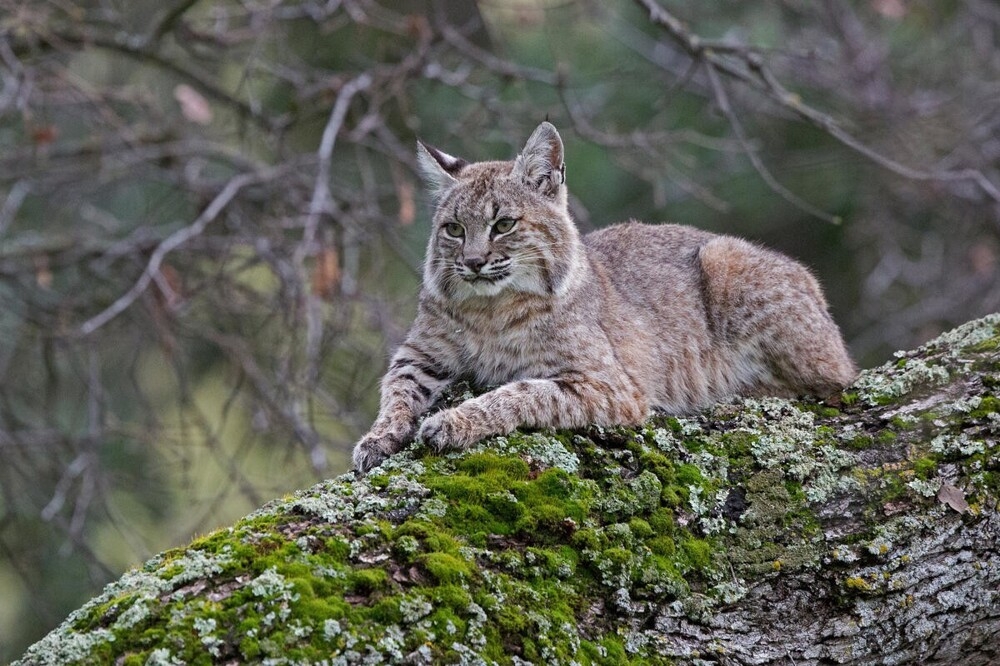 
        В&nbsp;мире животных. Коты    