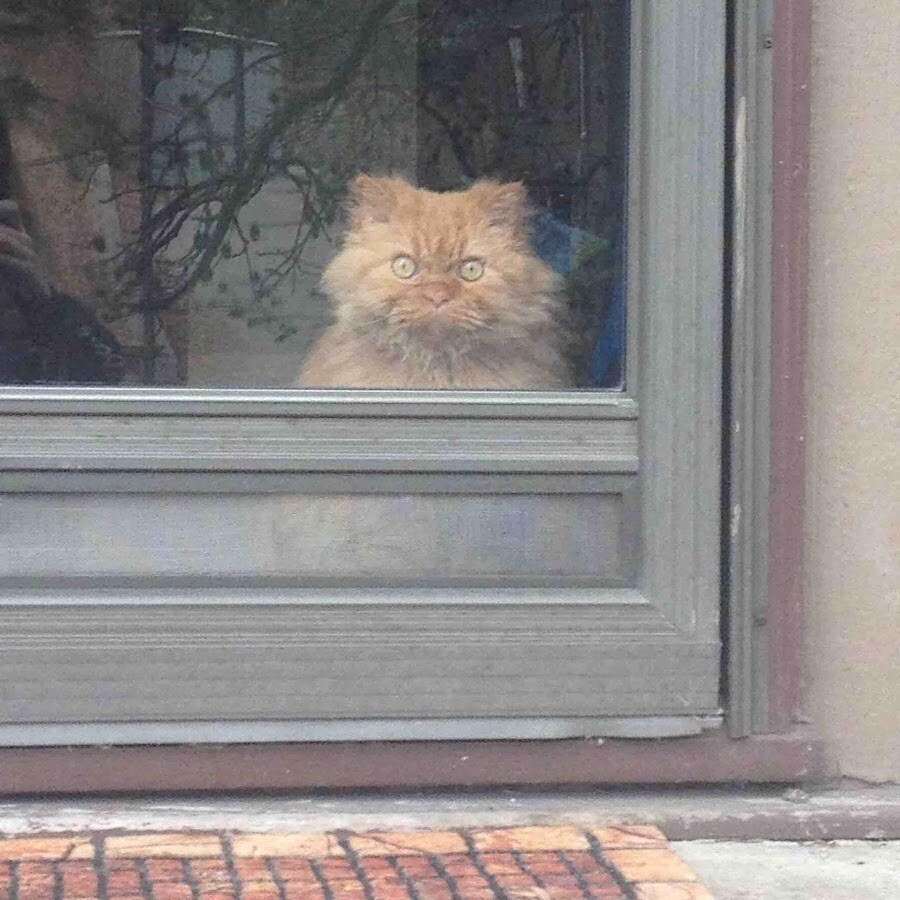 
        20&nbsp;проверенных приёмов кототерапии, которые избавят от&nbsp;стресса и&nbsp;подарят заряд энергии    