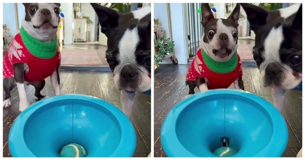 
        Пёс&nbsp;любит ловить мячик    