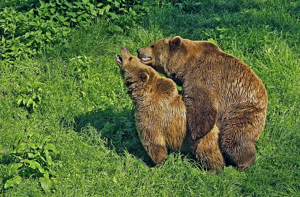 
        Взросление медведя. Выживет 1&nbsp;из&nbsp;10    