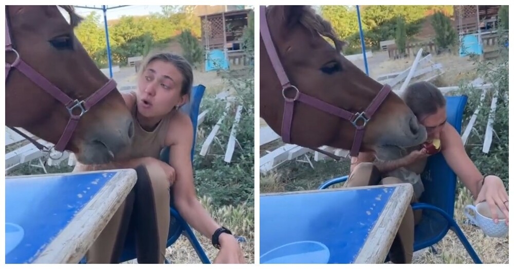 
        Как&nbsp;девушка и&nbsp;лошадь делили яблоко    