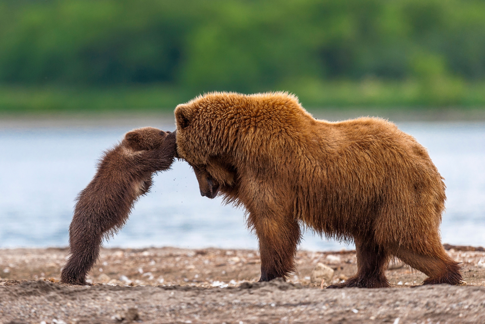 
        Взросление медведя. Выживет 1&nbsp;из&nbsp;10    