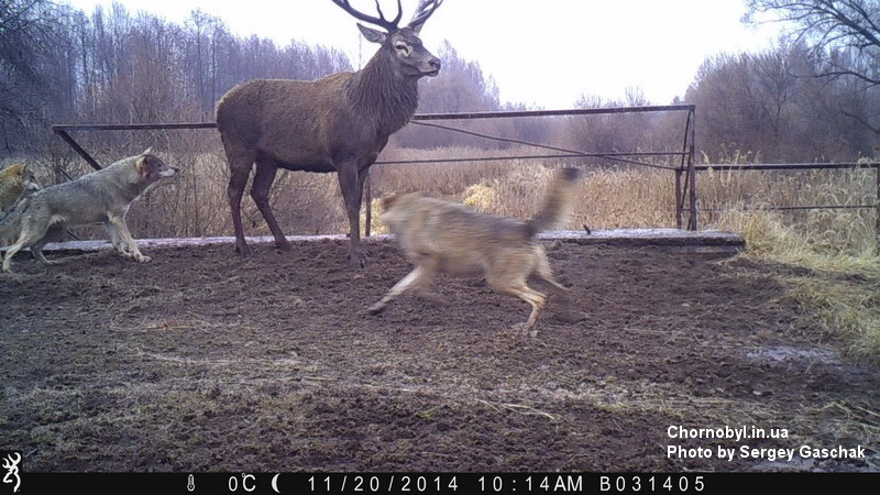 
        Чем&nbsp;заканчиваются встречи медведей и&nbsp;волков?    