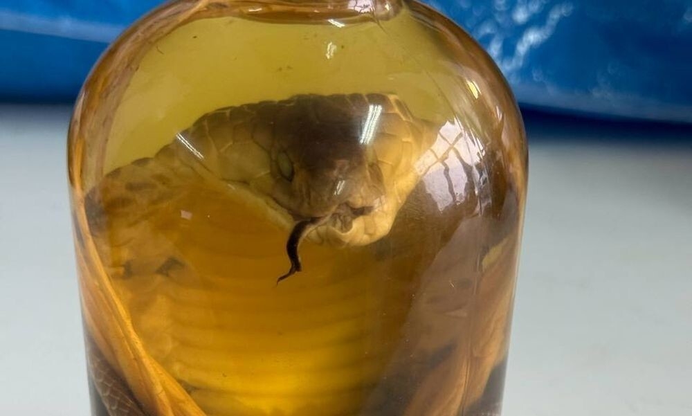 
        Россиянка попыталась ввезти из&nbsp;Вьетнама вино с&nbsp;настоящей коброй внутри    