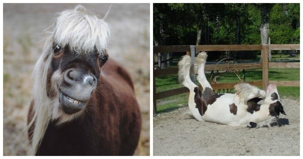 
        20+ скакунов, способных моментально преобразиться в&nbsp;забавных клоунов    