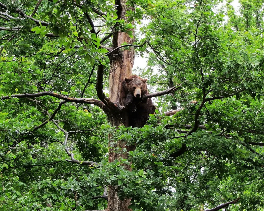 
        Взросление медведя. Выживет 1&nbsp;из&nbsp;10    