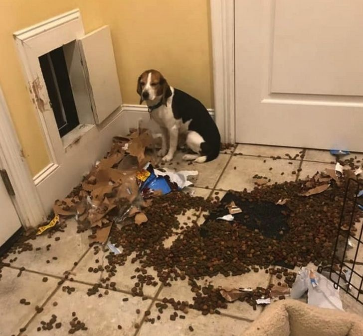 
        &laquo;Зуми-психоз&raquo;: вот&nbsp;что&nbsp;будет, если долго не&nbsp;обращать внимания на&nbsp;питомца    